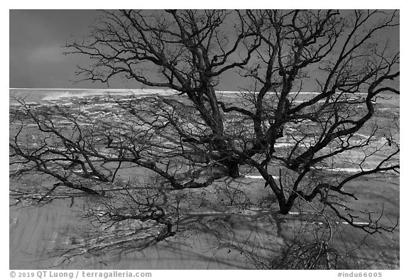 Black Oak trees engulfed by Mt Baldy dune. Indiana Dunes National Park (black and white)