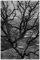 Black Oak trees growing out of sand dune, Mt Baldy. Indiana Dunes National Park ( black and white)