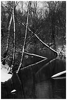 Little Calumet River in winter, Heron Rookery. Indiana Dunes National Park ( black and white)