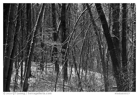 Forest in winter with fresh snow and autumn leaves, Chellberg Farm. Indiana Dunes National Park (black and white)