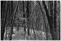 Forest in winter with fresh snow and autumn leaves, Chellberg Farm. Indiana Dunes National Park ( black and white)
