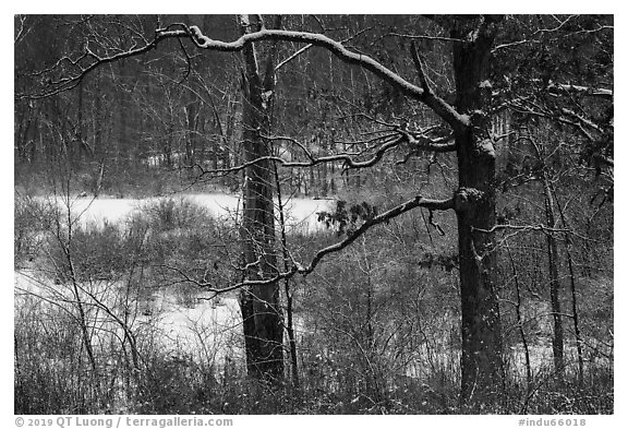Forest and wetlands with fresh snow,. Indiana Dunes National Park (black and white)