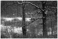 Forest and wetlands with fresh snow,. Indiana Dunes National Park ( black and white)