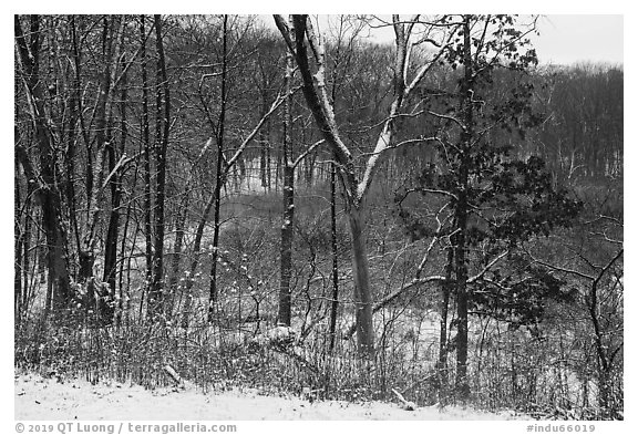 Trees and shrubs with fresh snow,. Indiana Dunes National Park (black and white)