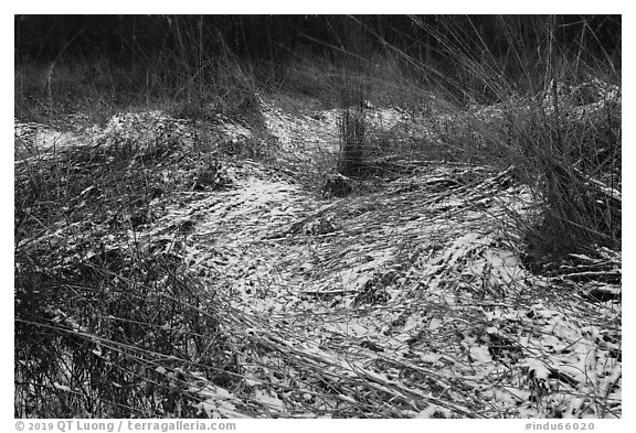 Grasses with fresh snow, Mnoke Prairie. Indiana Dunes National Park (black and white)