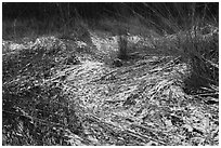 Grasses with fresh snow, Mnoke Prairie. Indiana Dunes National Park ( black and white)