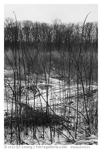 Tall grasses in winter, Mnoke Prairie. Indiana Dunes National Park (black and white)