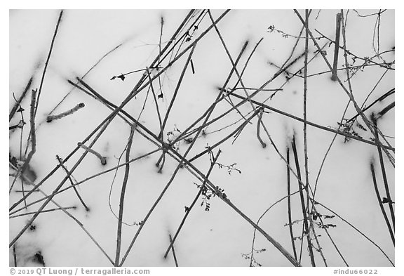 Close-up of reeds and snow. Indiana Dunes National Park (black and white)