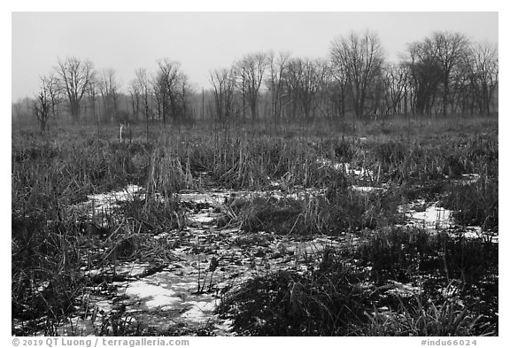 Cowles Bog in winter. Indiana Dunes National Park (black and white)