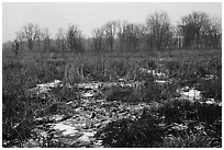 Cowles Bog in winter. Indiana Dunes National Park ( black and white)