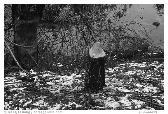 Trees chewed by beavers, Cowles Bog. Indiana Dunes National Park (black and white)