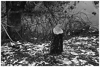 Trees chewed by beavers, Cowles Bog. Indiana Dunes National Park ( black and white)