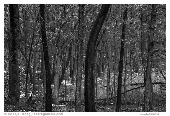 Oak trees in winter with autumn leaves. Indiana Dunes National Park (black and white)