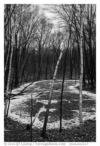 Birch trees and pond in winter. Indiana Dunes National Park (black and white)