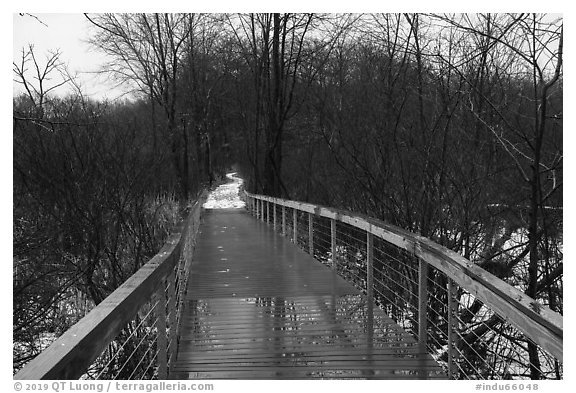 Boardwalk, Cowles Bog Trail. Indiana Dunes National Park (black and white)