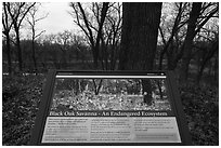 Black Oak Savanna interpretive sign. Indiana Dunes National Park ( black and white)