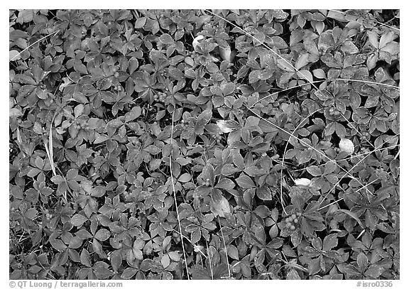 Forest floor detail with berry leaves. Isle Royale National Park (black and white)
