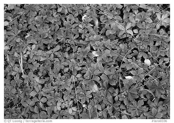 Forest floor detail with berry leaves. Isle Royale National Park, Michigan, USA.