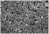 Forest floor detail with berry leaves. Isle Royale National Park ( black and white)