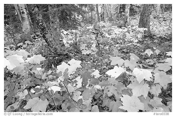 Forest in fall, Windego. Isle Royale National Park, Michigan, USA.