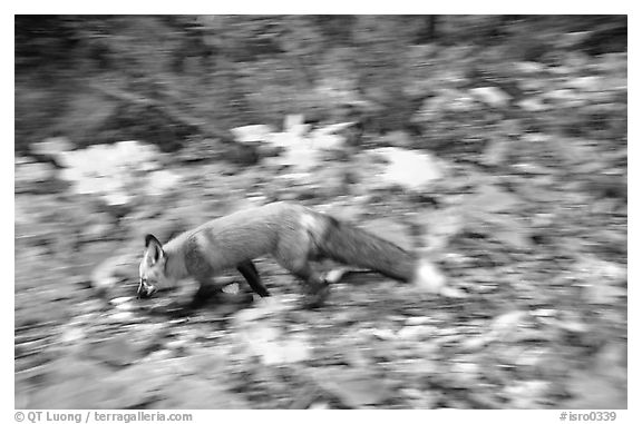 Red fox. Isle Royale National Park, Michigan, USA.