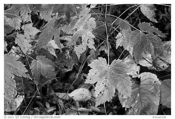 Maple leaves on forest floor. Isle Royale National Park, Michigan, USA.