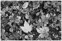 Forest floor detail in autumn. Isle Royale National Park, Michigan, USA. (black and white)