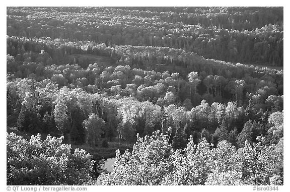 Forest seen  from Mount Franklin. Isle Royale National Park (black and white)