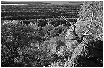 View over forests from Mount Franklin. Isle Royale National Park, Michigan, USA. (black and white)