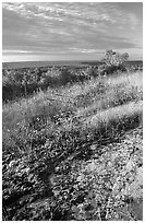 Grasses and Lake Superior seen  from  Greenstone ridge, morning. Isle Royale National Park ( black and white)