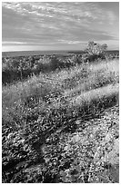 Grasses and Lake Superior seen  from  Greenstone ridge, morning. Isle Royale National Park ( black and white)