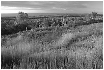 Grasses, distant forest and Lake Superior from  Greenstone ridge. Isle Royale National Park, Michigan, USA. (black and white)
