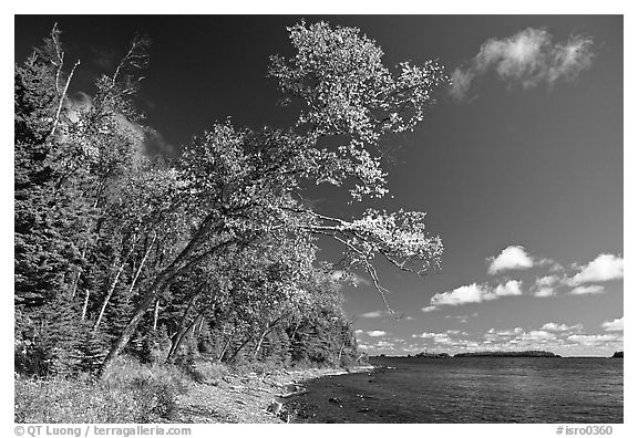 Poplar, coast on Rock Harbor trail. Isle Royale National Park (black and white)