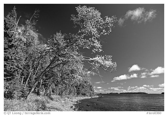 Poplar, coast on Rock Harbor trail. Isle Royale National Park, Michigan, USA.