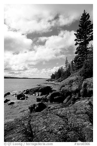 Tree, slabs, and oastine on the Stoll trail. Isle Royale National Park (black and white)