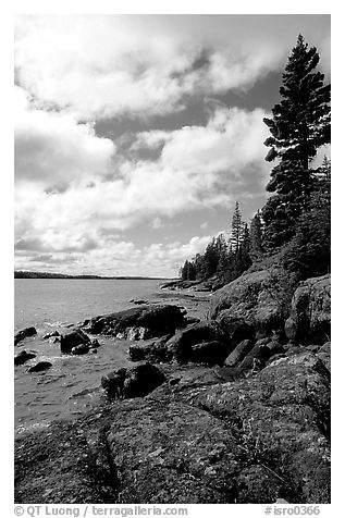 Tree, slabs, and oastine on the Stoll trail. Isle Royale National Park, Michigan, USA.