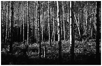 Birch trees near Mt Franklin trail. Isle Royale National Park, Michigan, USA. (black and white)