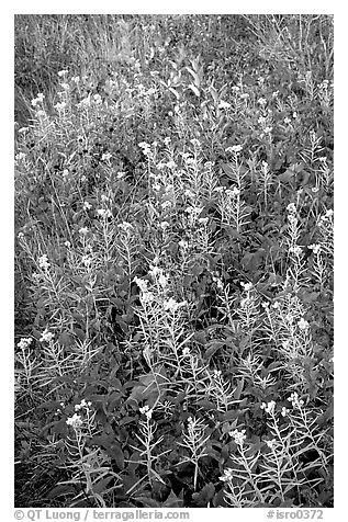 Meadow close-up. Isle Royale National Park (black and white)