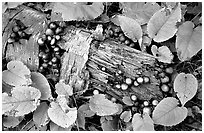 Log and mushrooms. Isle Royale National Park, Michigan, USA. (black and white)