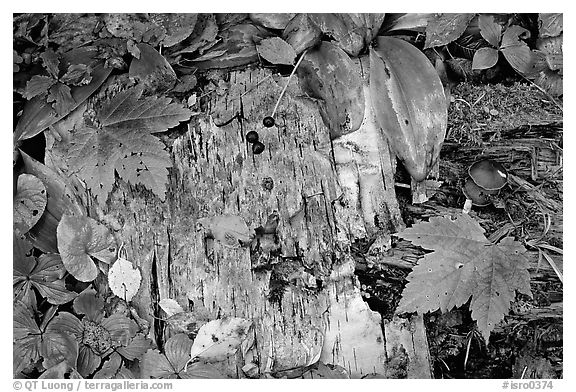 Maple leaves and weathered wood. Isle Royale National Park, Michigan, USA.