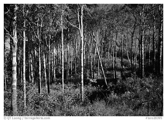 Sunny birch forest. Isle Royale National Park (black and white)