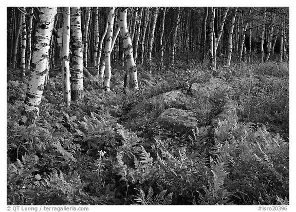 Birch trees on Greenstone ridge. Isle Royale National Park, Michigan, USA.