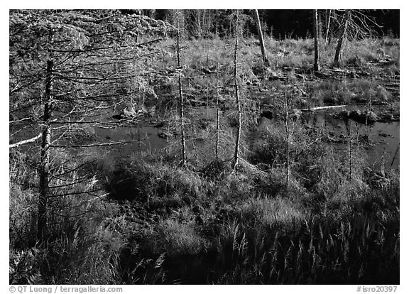 Beaver pond. Isle Royale National Park, Michigan, USA.