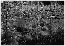 Beaver pond. Isle Royale National Park, Michigan, USA. (black and white)