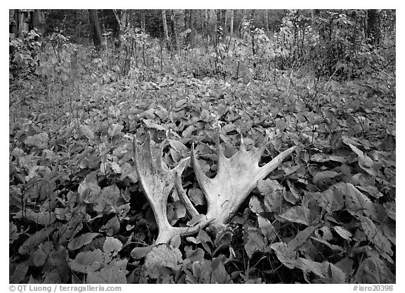 Moose antlers, Windego. Isle Royale National Park (black and white)