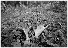 Moose antlers, Windego. Isle Royale National Park, Michigan, USA. (black and white)