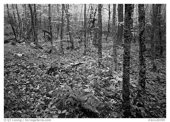 Forest in fall, Windego. Isle Royale National Park (black and white)