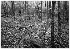 Forest in fall, Windego. Isle Royale National Park ( black and white)