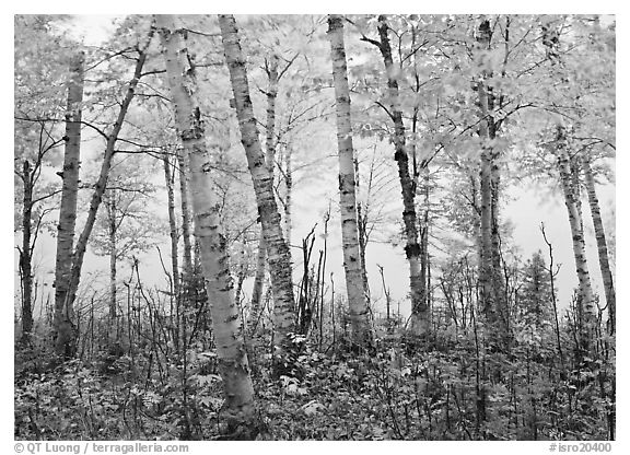 Birch trees in autum with branches blurred by wind. Isle Royale National Park (black and white)