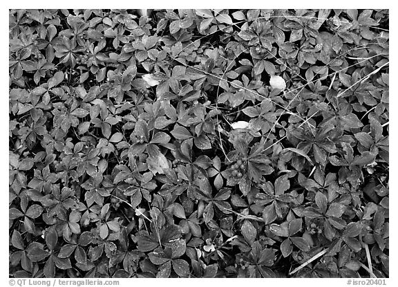 Berry leaves on forest floor in autumn. Isle Royale National Park (black and white)